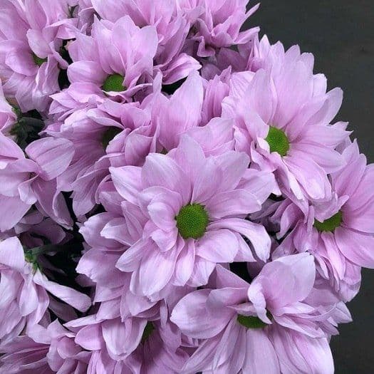 Spray chamomile chrysanthemum (pink/lilac)