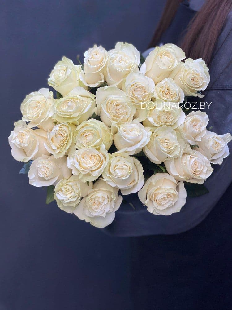 Rose Mondial (Mondial) Ecuador