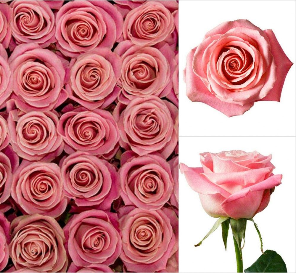Rose Hermosa (Hermosa) Ecuador