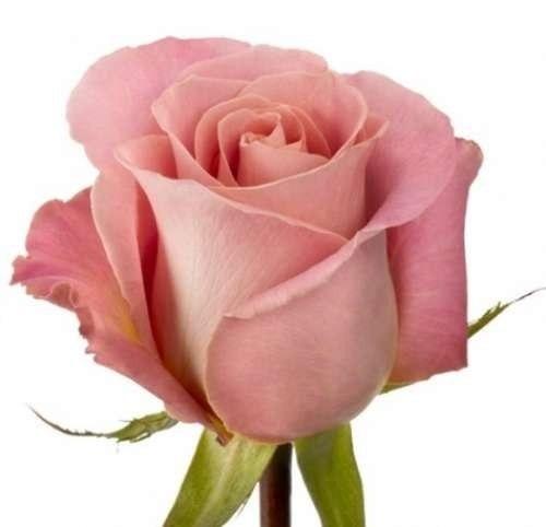 Rose Hermosa (Hermosa) Ecuador