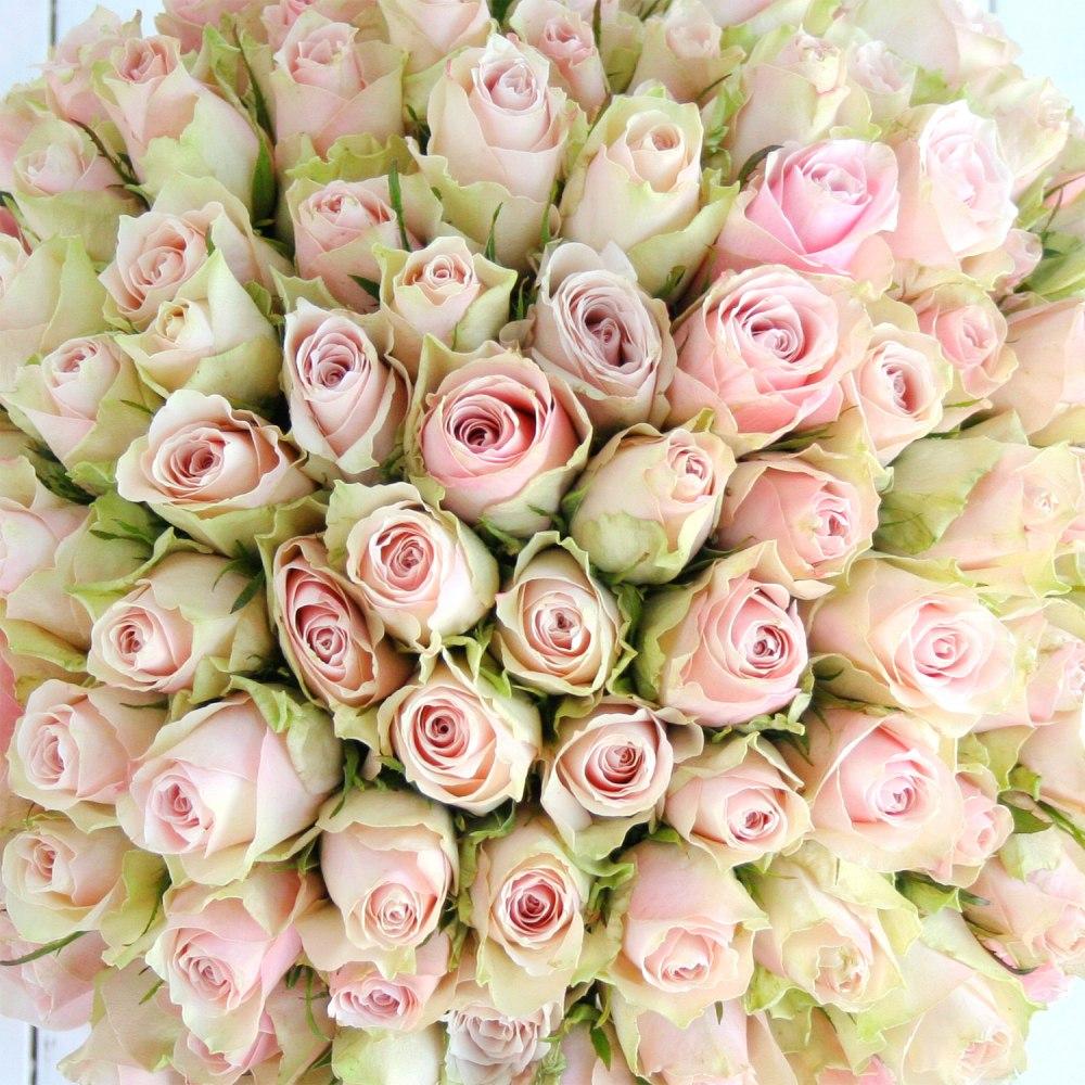 Bouquet of roses "101 Pink Athena"
