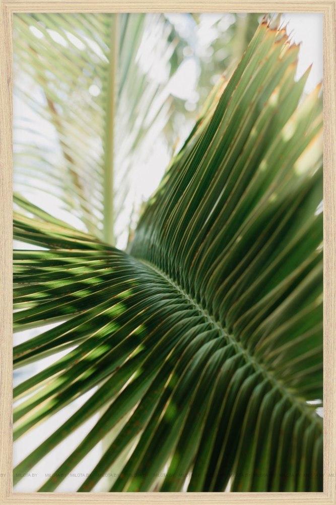 Постер "Пальмовый лист"