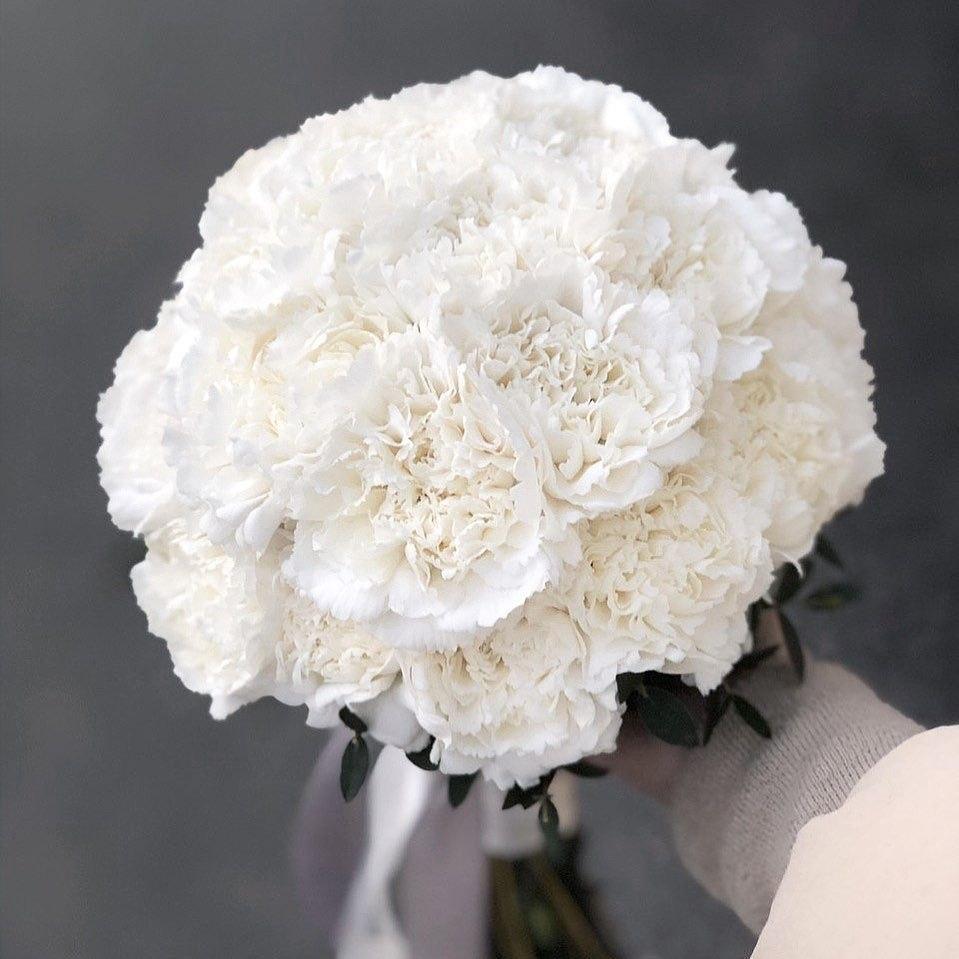 White carnation (dianthus)