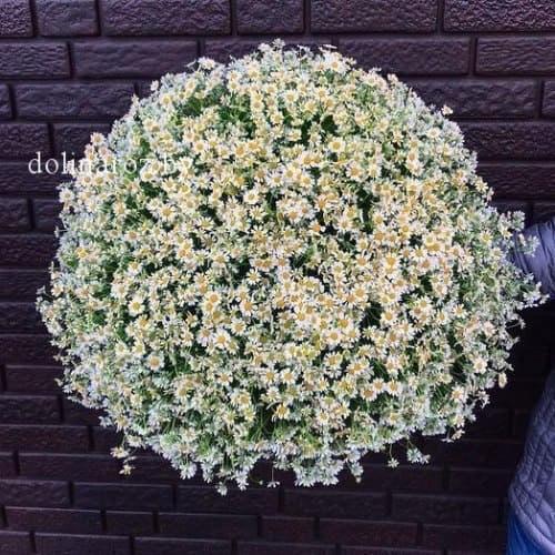 Bouquet of daisies "Hera"