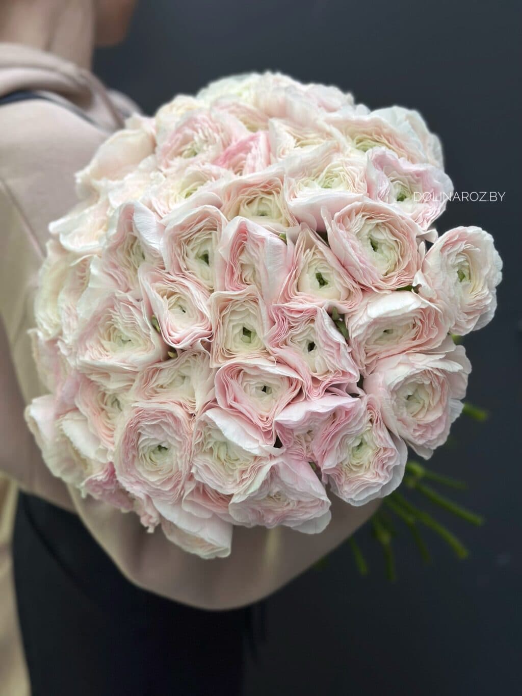 Ranunculus Hanoi
