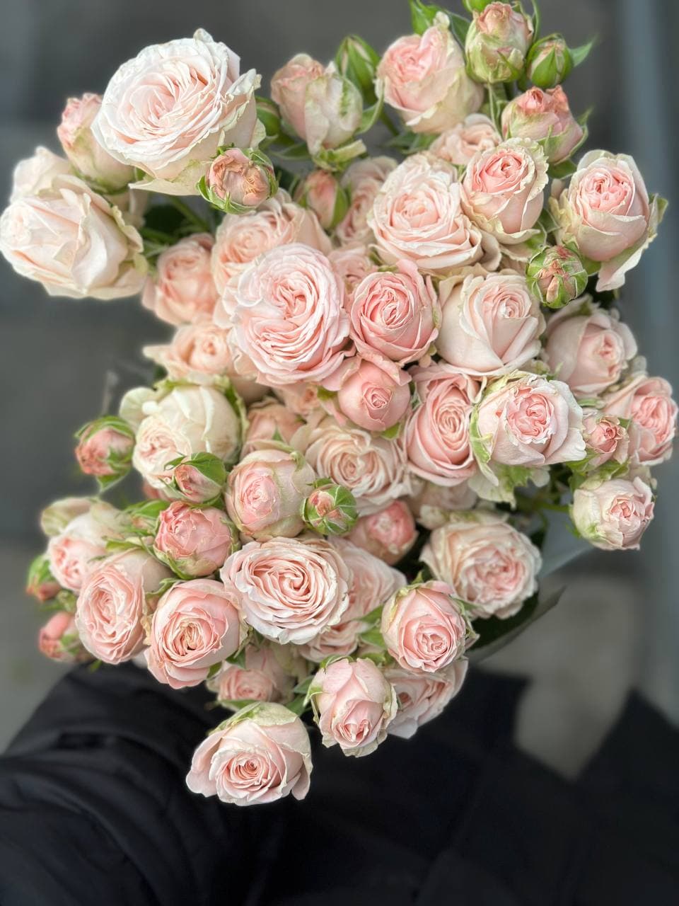 Shrub rose Bombastic