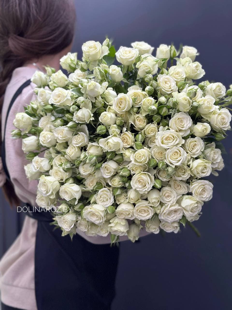 Shrub rose Snowflake