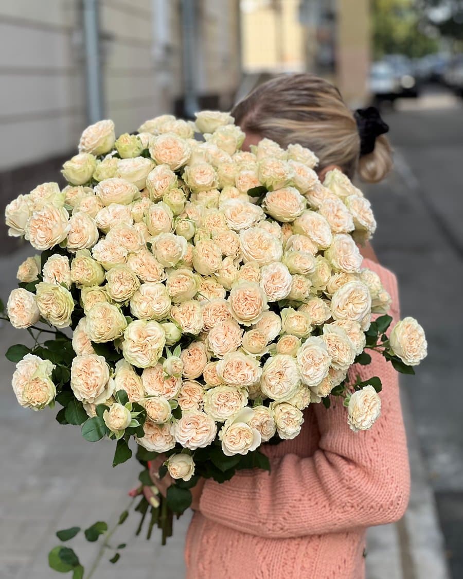 Shrub rose Summer Rose