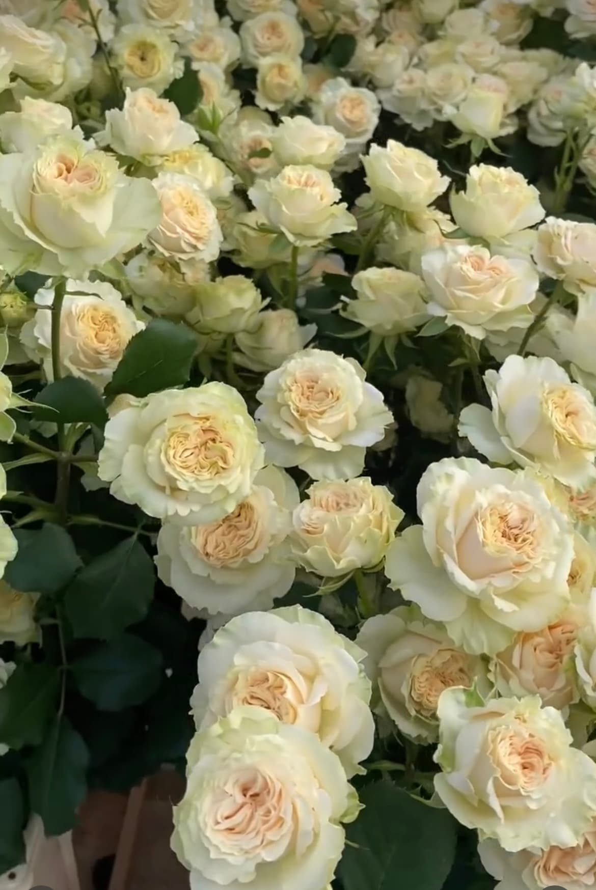 Shrub rose Summer Rose