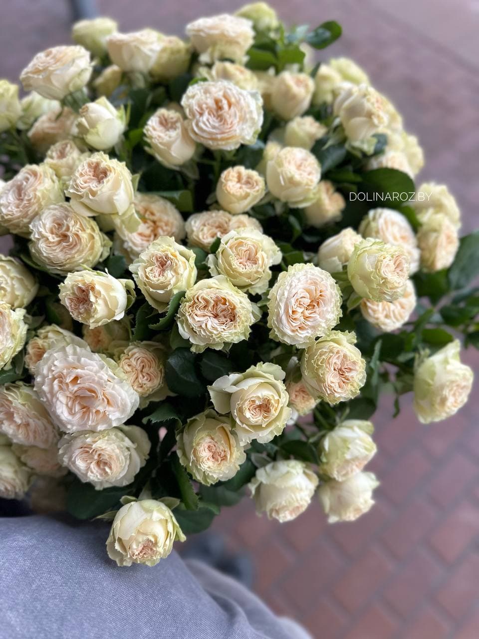 Shrub rose Summer Rose