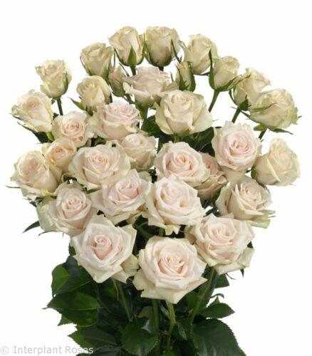 Кустовая роза Роял Порcелина (Royal Porcelina)