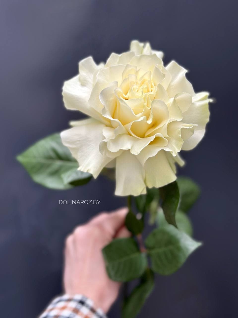 "French" rose (white)