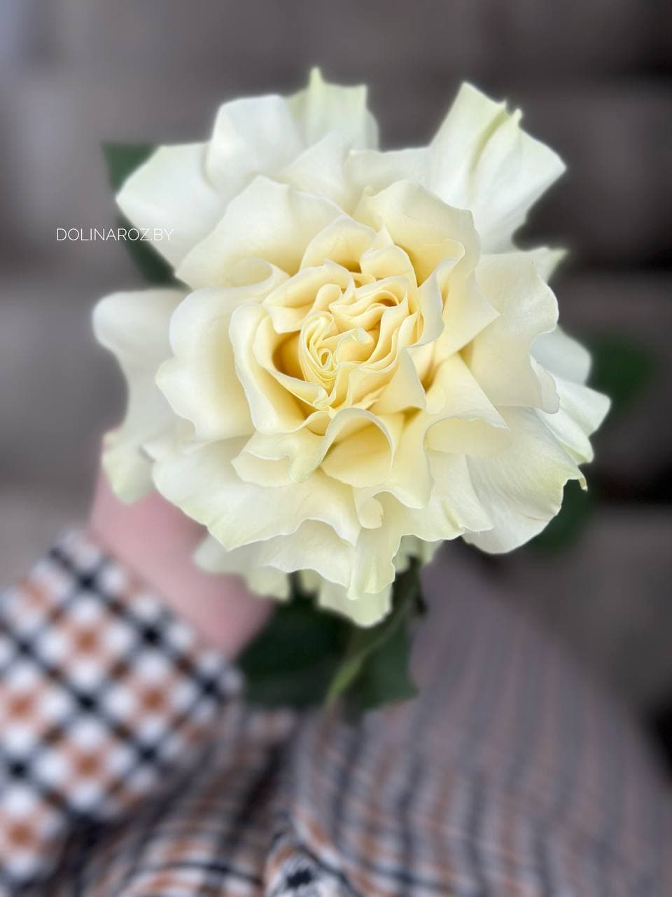"French" rose (white)