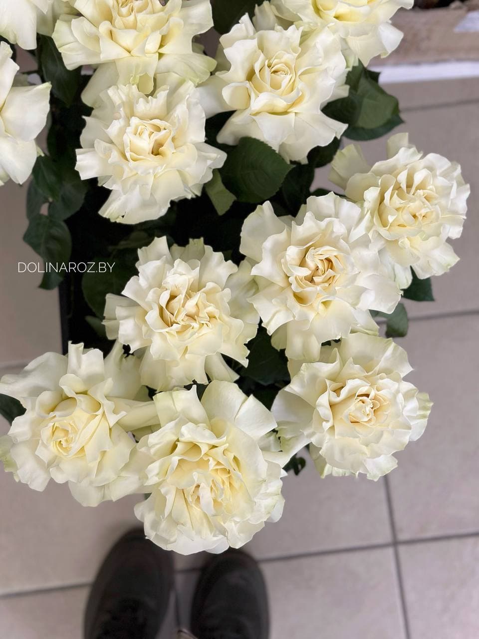 "French" rose (white)