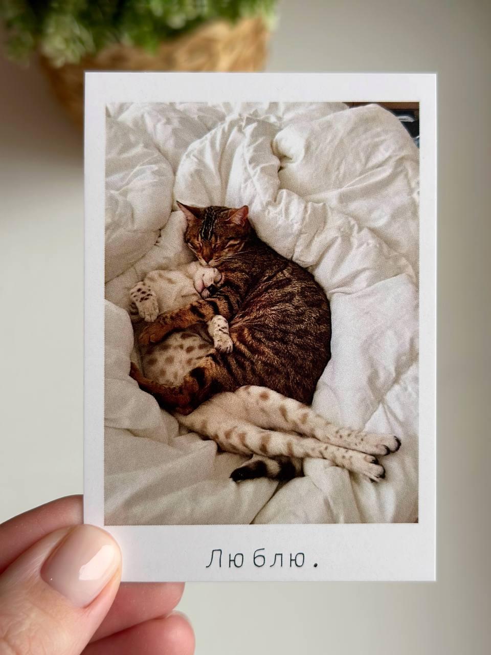 Photo card "I love. Cats"