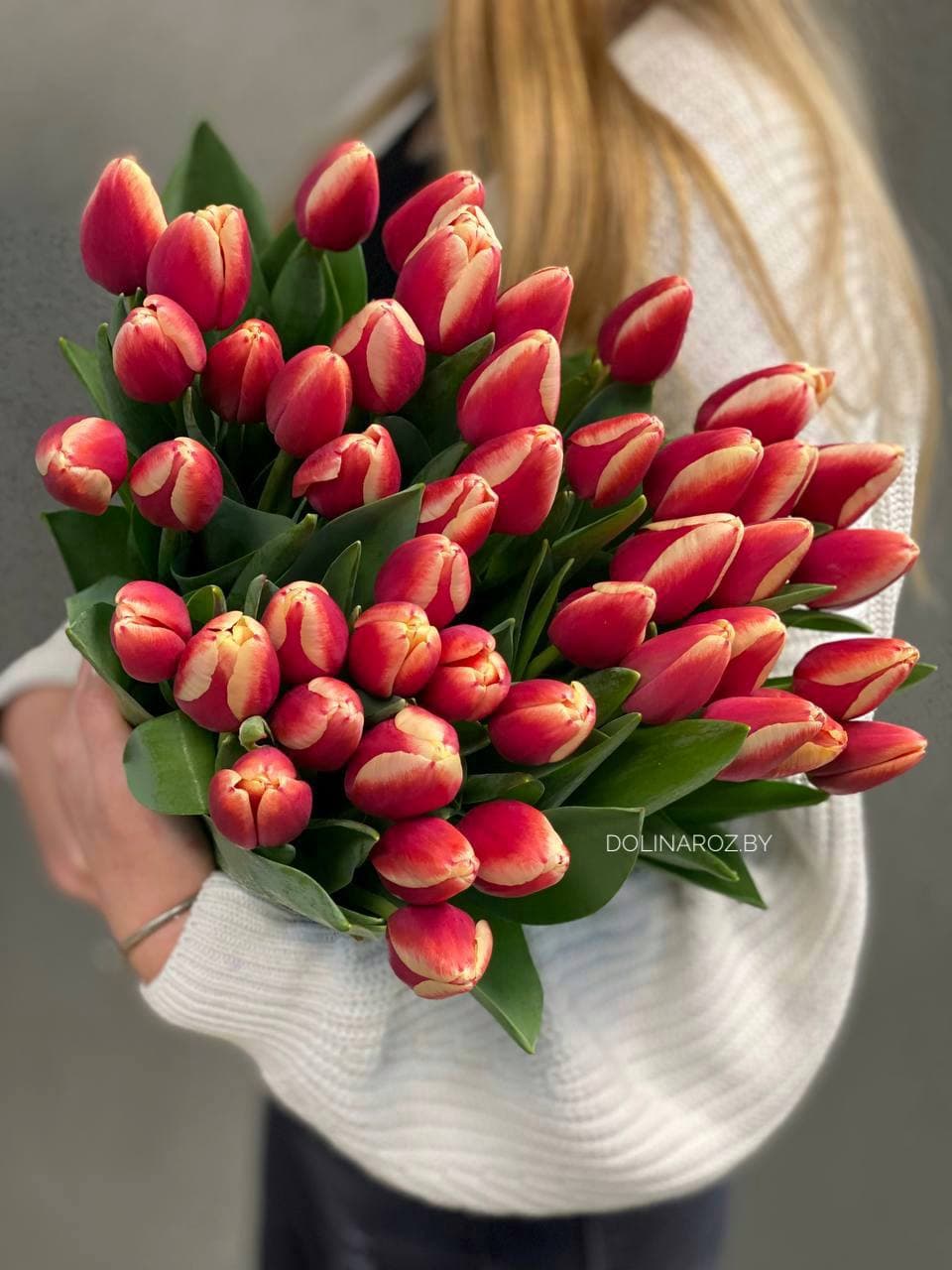 Тюльпан красно-белый