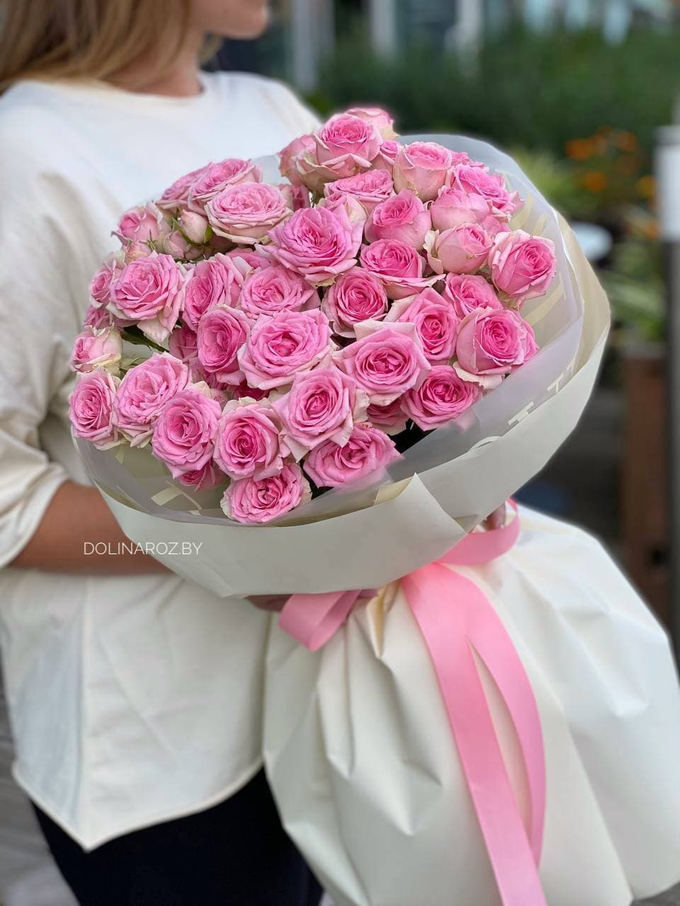 Shrub rose Bellalinda