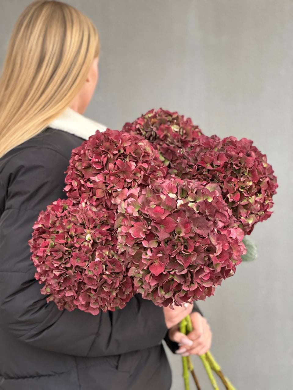 Hydrangea pink Meg Opal