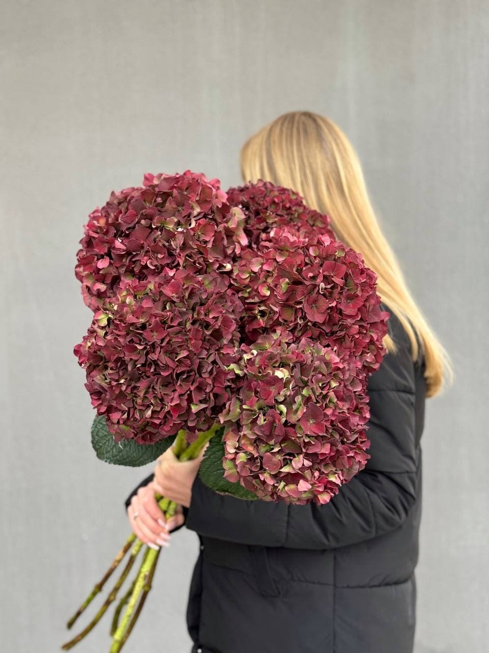 Hydrangea pink Meg Opal