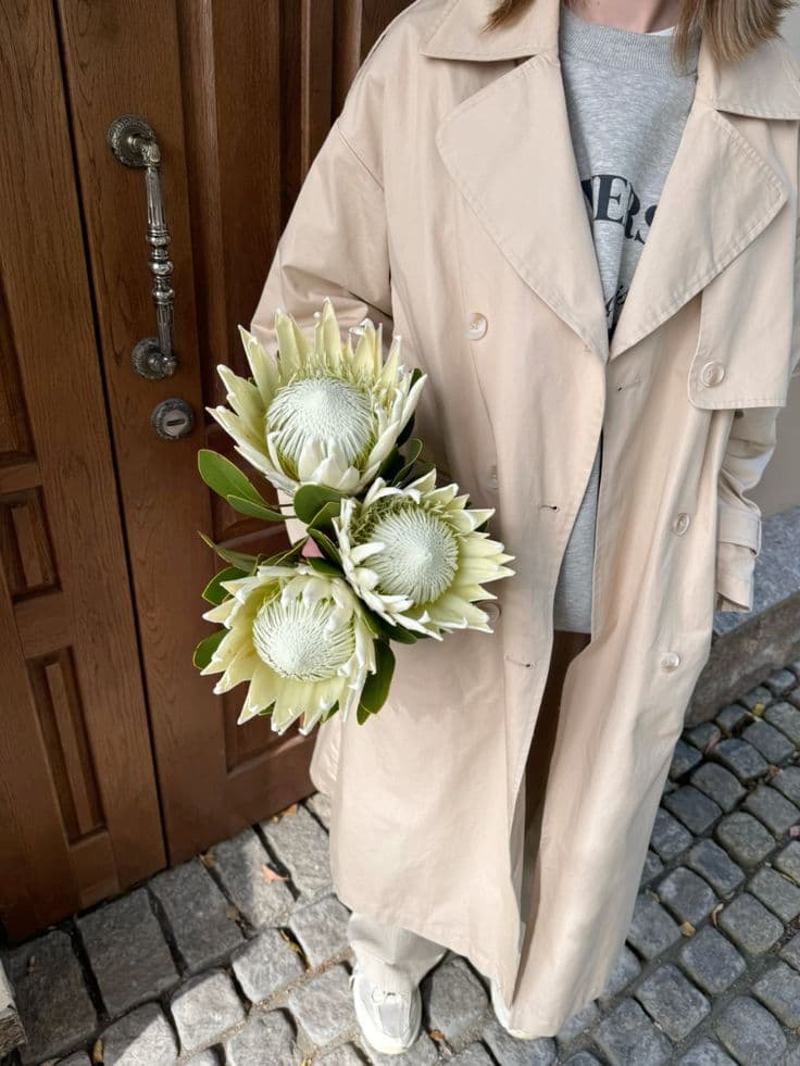 Протея белая