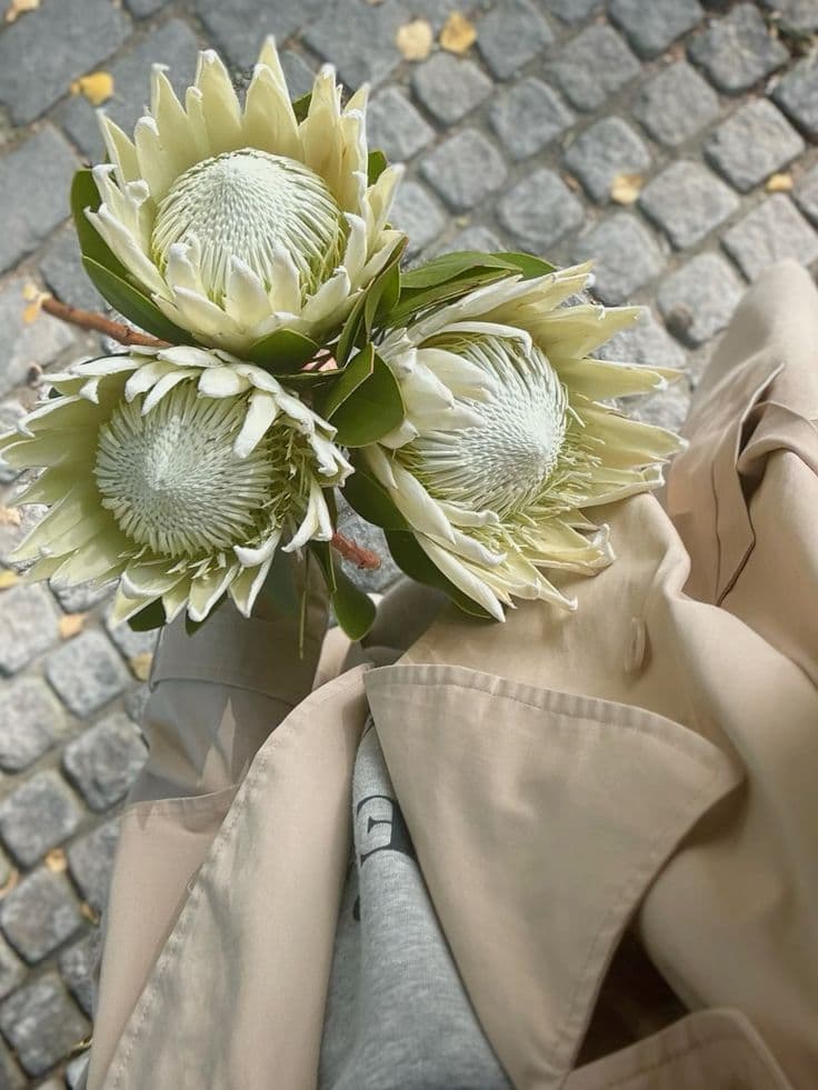 Протея белая